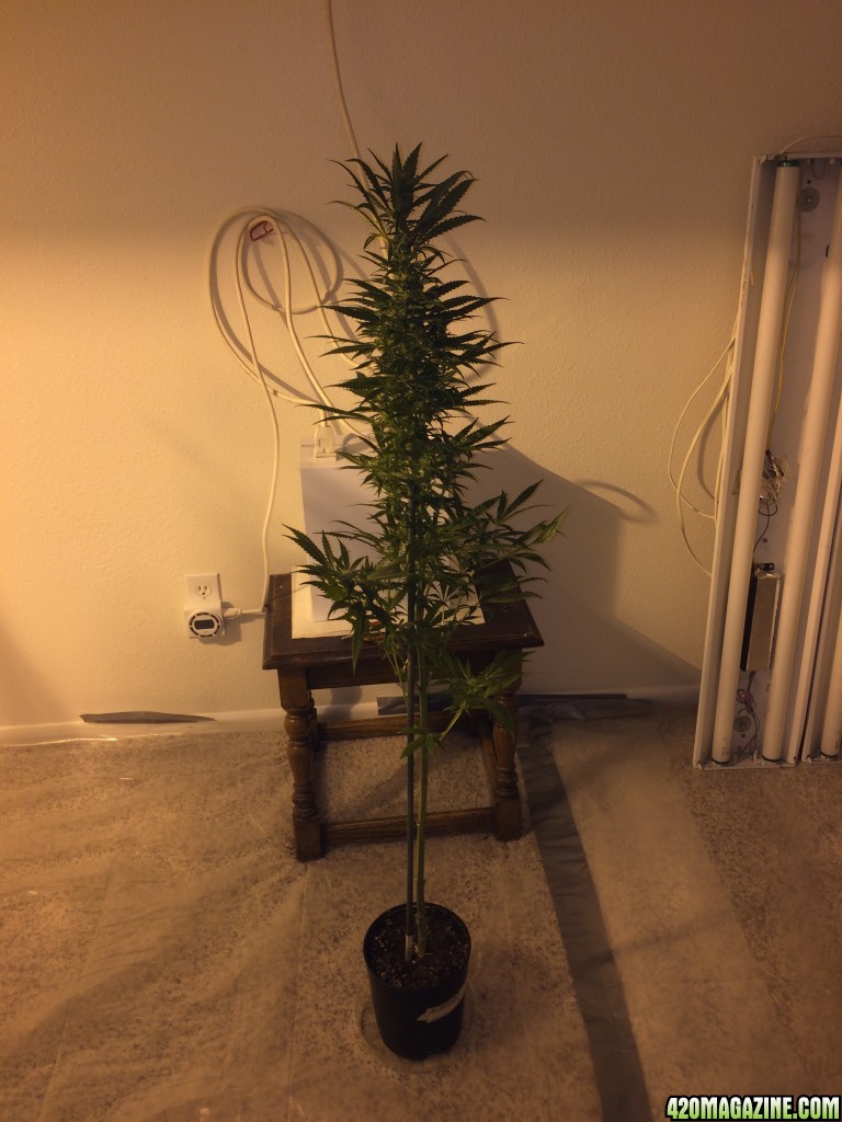 Autoflower Gro 2014