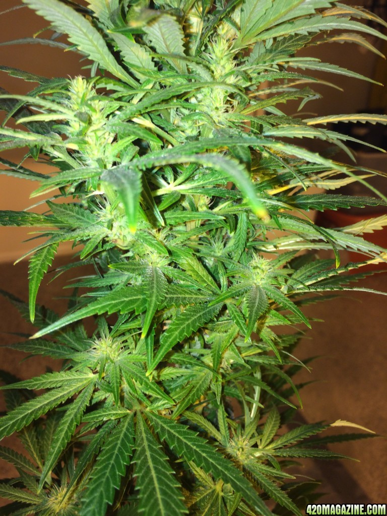 Autoflower Gro 2014