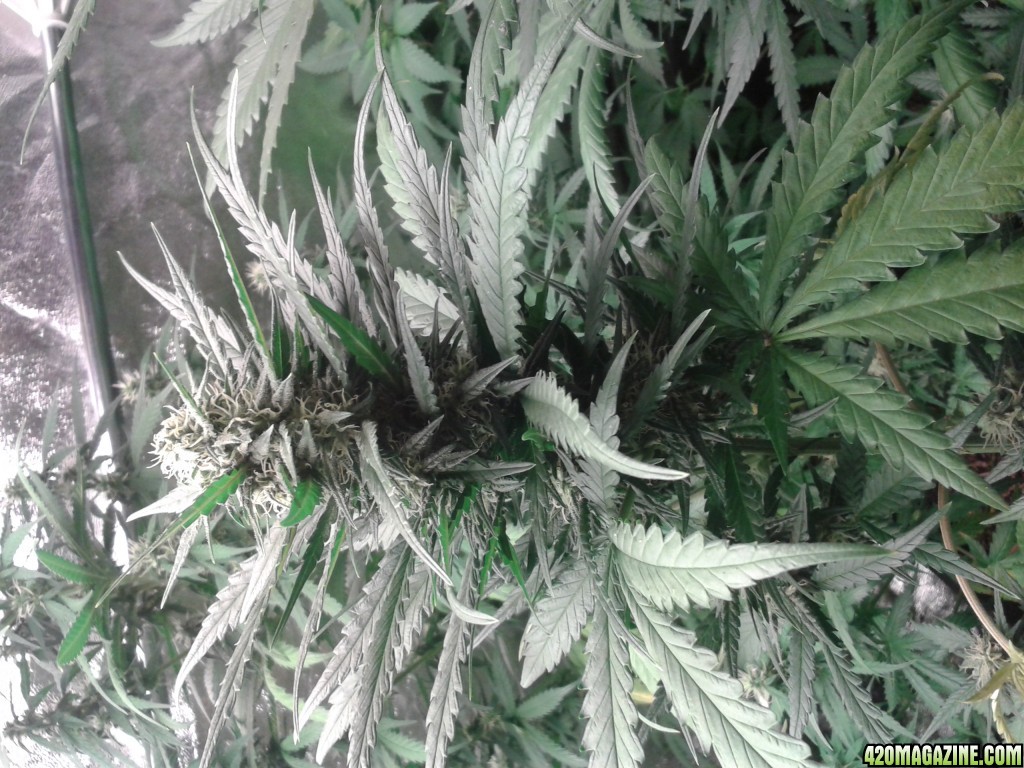 autoflower9weeks...