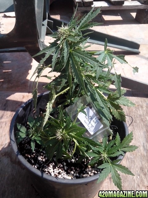 autoflowering strains....auto super hash