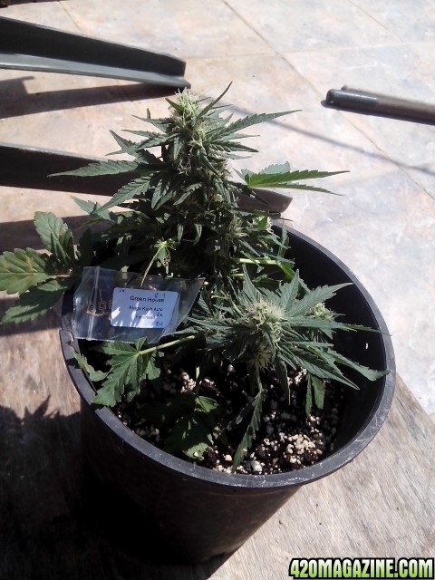 autoflowering strains....kings kush auto