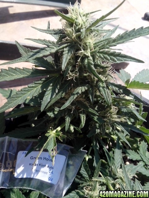 autoflowering strains....kings kush auto...