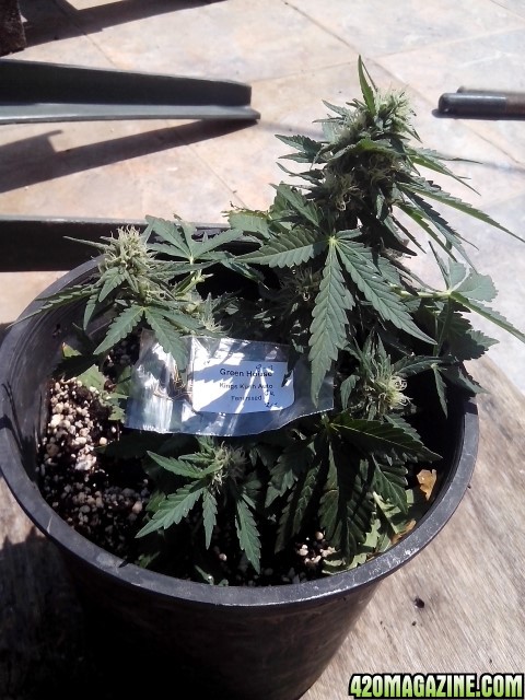 autoflowering strains....kings kush auto