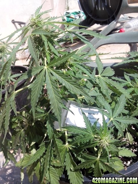 autoflowering strains....OG kush auto