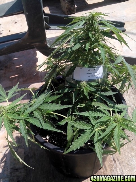 autoflowering strains....OG Kush Auto