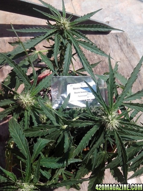 autoflowering strains....skunk automatic