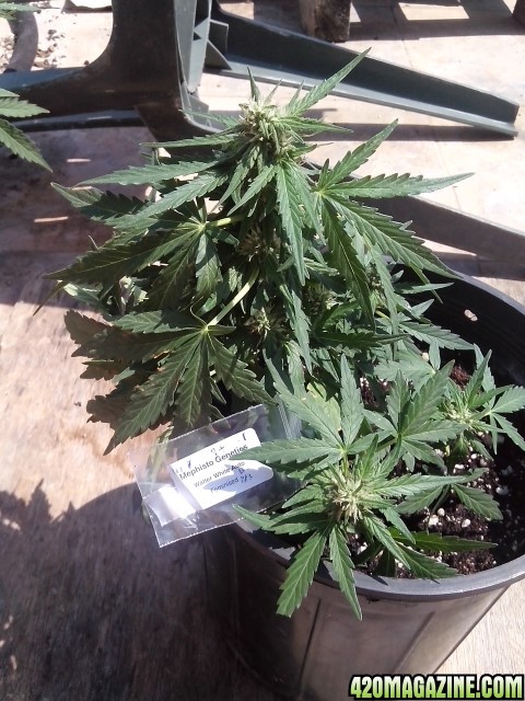 autoflowering strains....walter white auto...