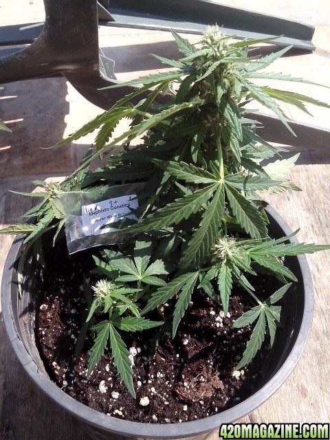 autoflowering strains....walter white auto