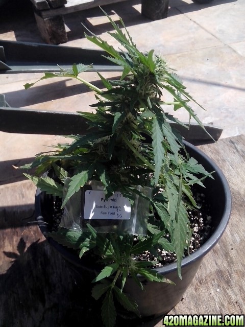 autoflowering strains....