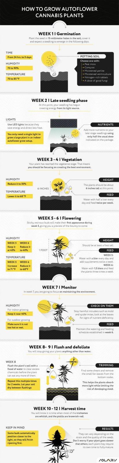 Autoflowers-Complete-Growing-Guide-Image-768x2987.jpg