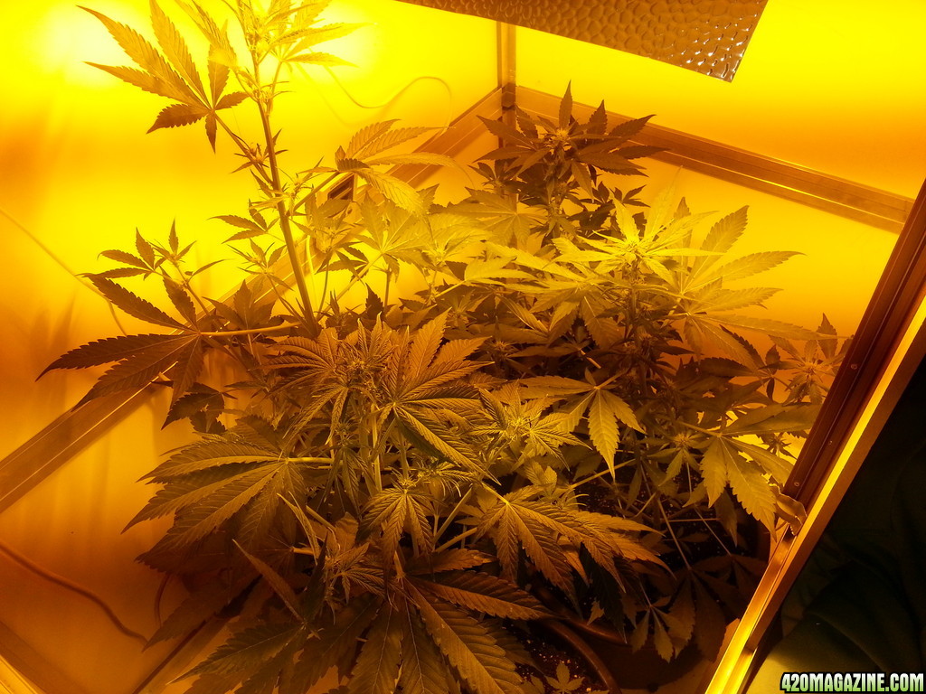 autoflowers day 31-34