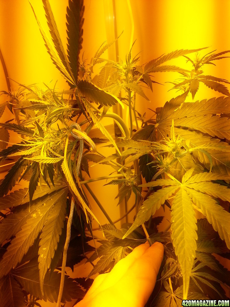 autoflowers day 36