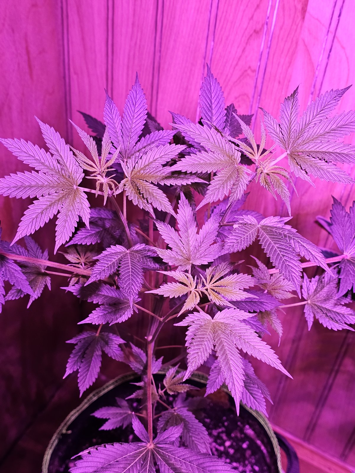 AutoHellfireOG53days.jpg