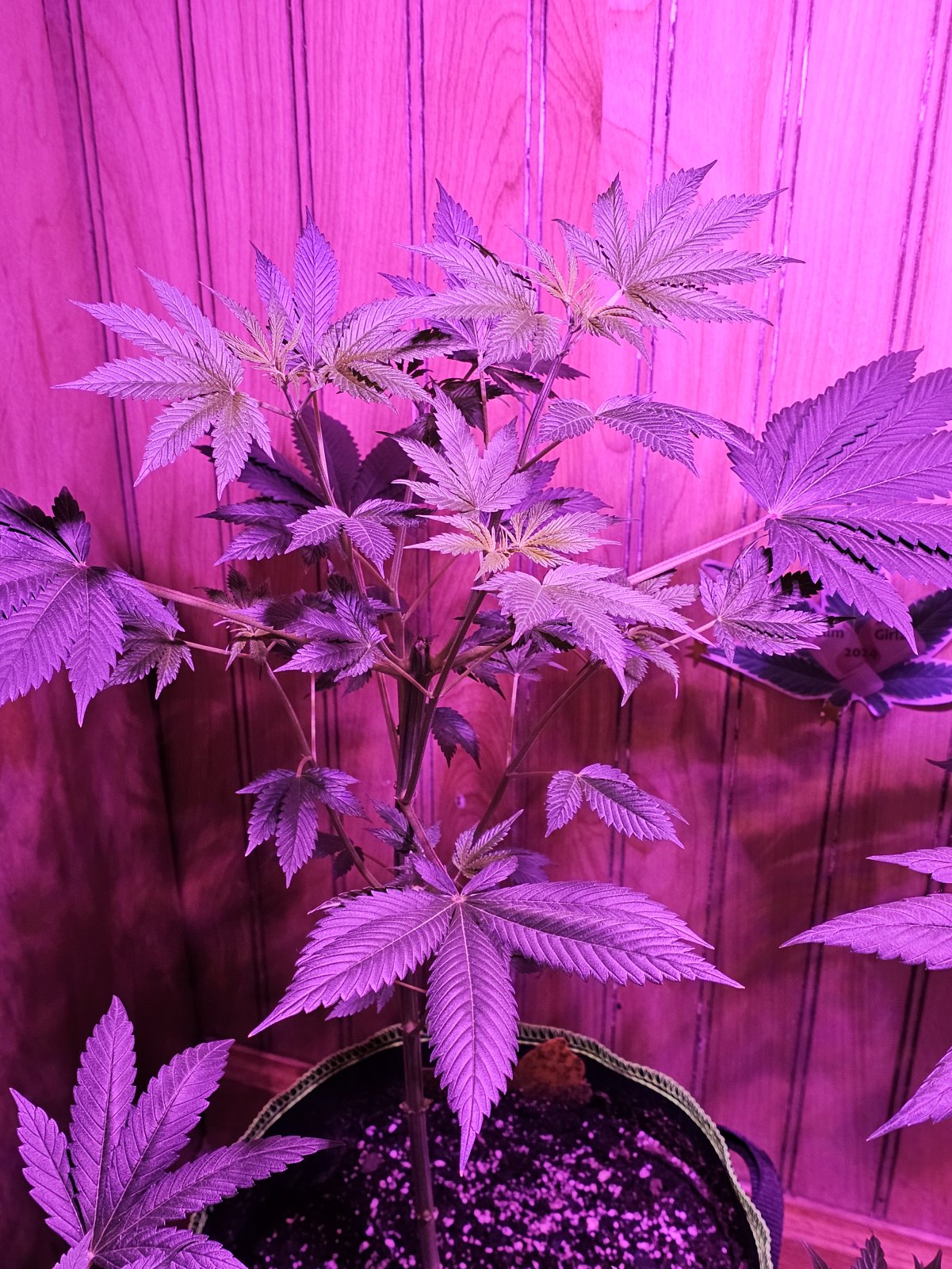 AutoHellfireOG53days2.jpg