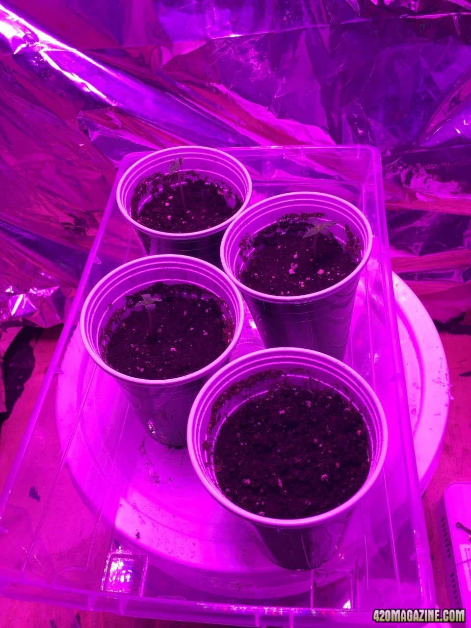 Autos 3days old.jpg