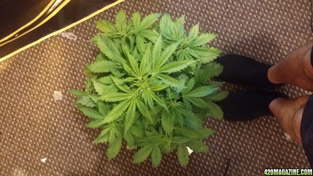 autos at 24 days