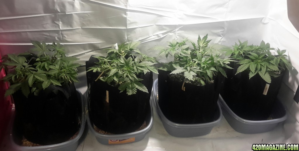 Autos days 21 to 23