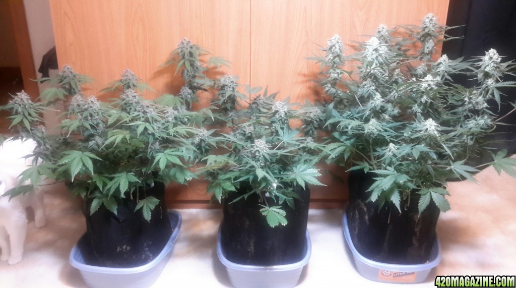 Autos days 56 to 58