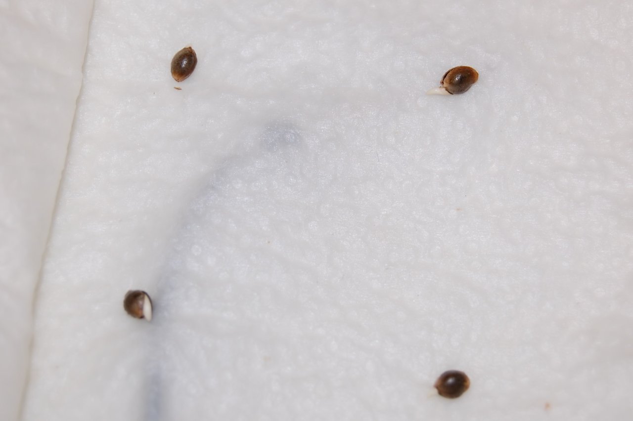 Autos germinating in tissue before a coco grow