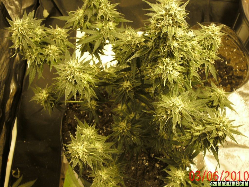 autumn mosh 43 days in flowering