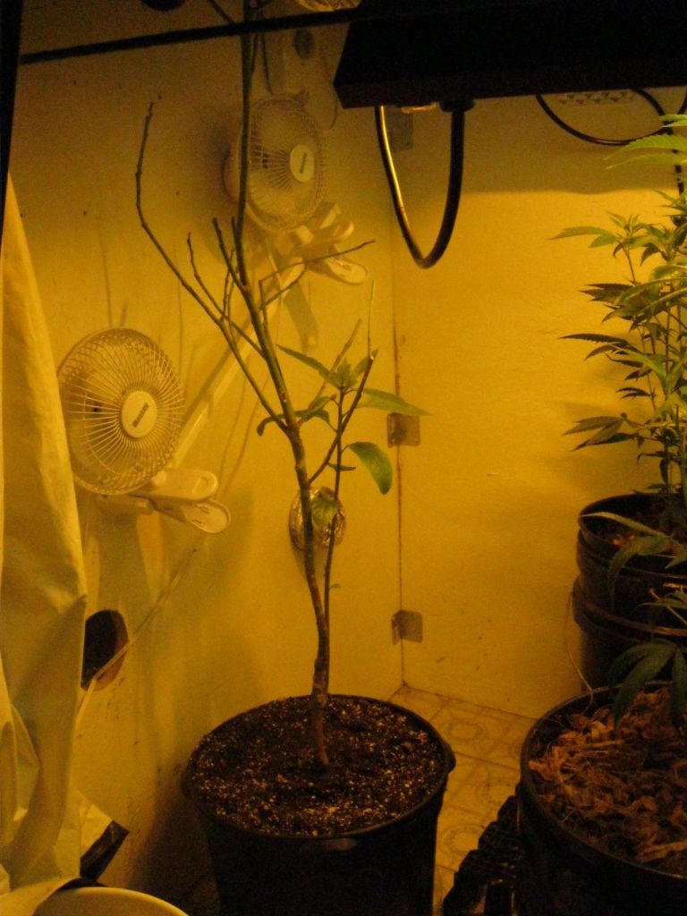 Avacado tree in the grow room