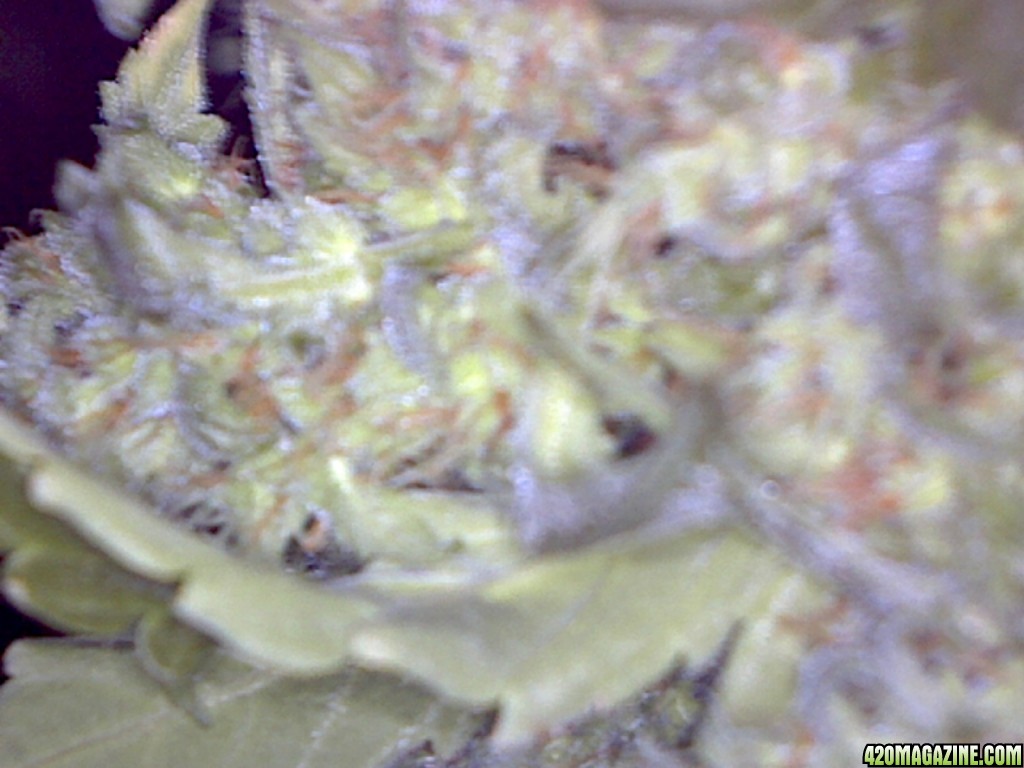 ayahuaska purple up close