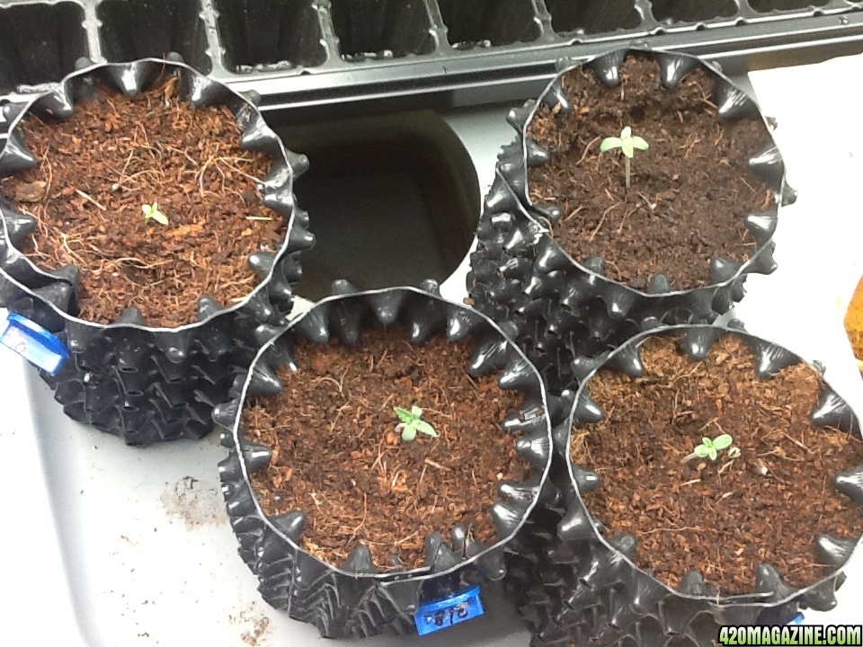 AZMeds Seedlings