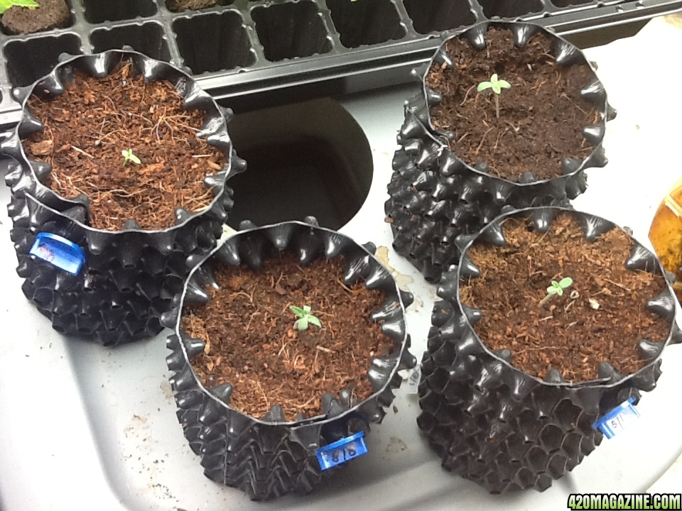 AZMeds Seedlings