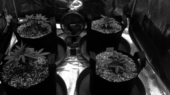 B&amp;W photos- Cannabis plants