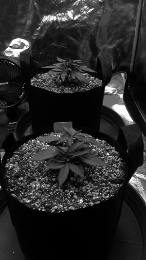 B&amp;W photos- Cannabis plants