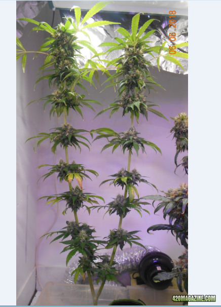 B12-12, BOFday26-day4flower-wed6.png