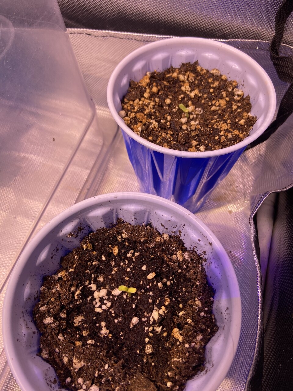 Baby plants! 11/19