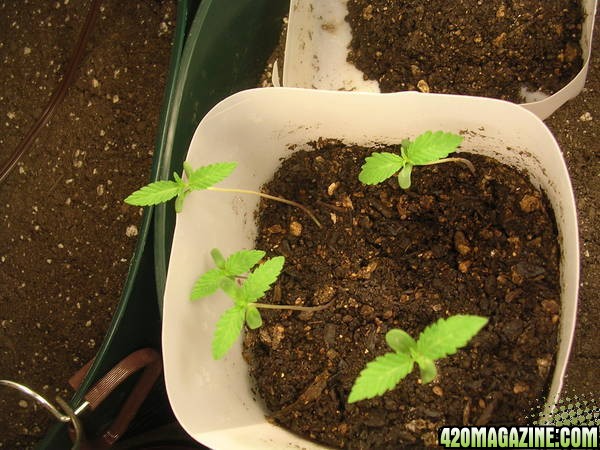 Baby plants