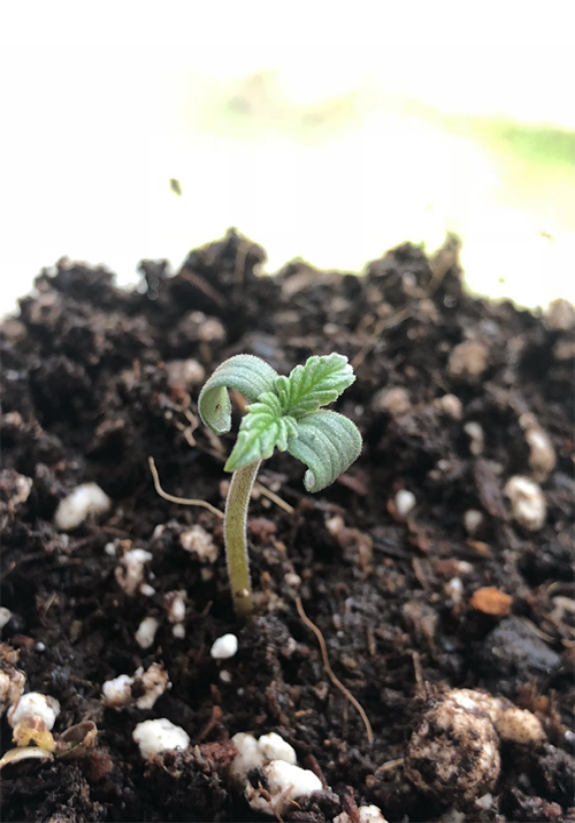 Baby White Haze Auto