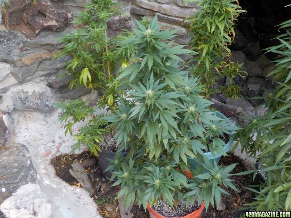 Backyard Update and Bud Porn