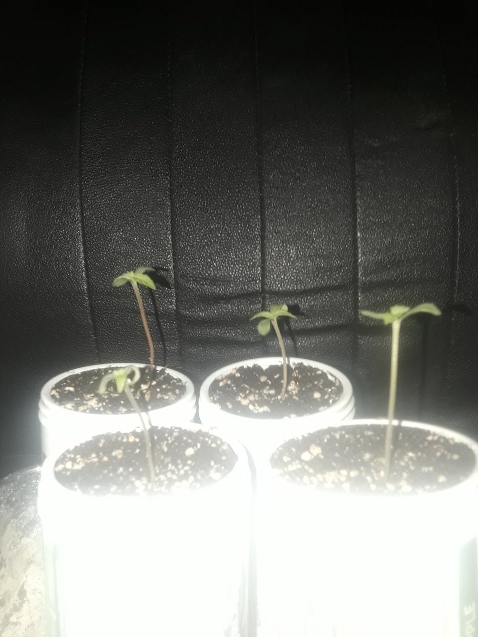 Bad pic of the babies