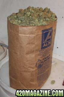 Bag of Buds