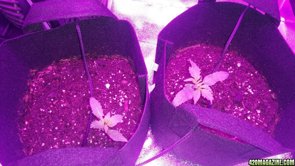 Bag Seed 1 and 2