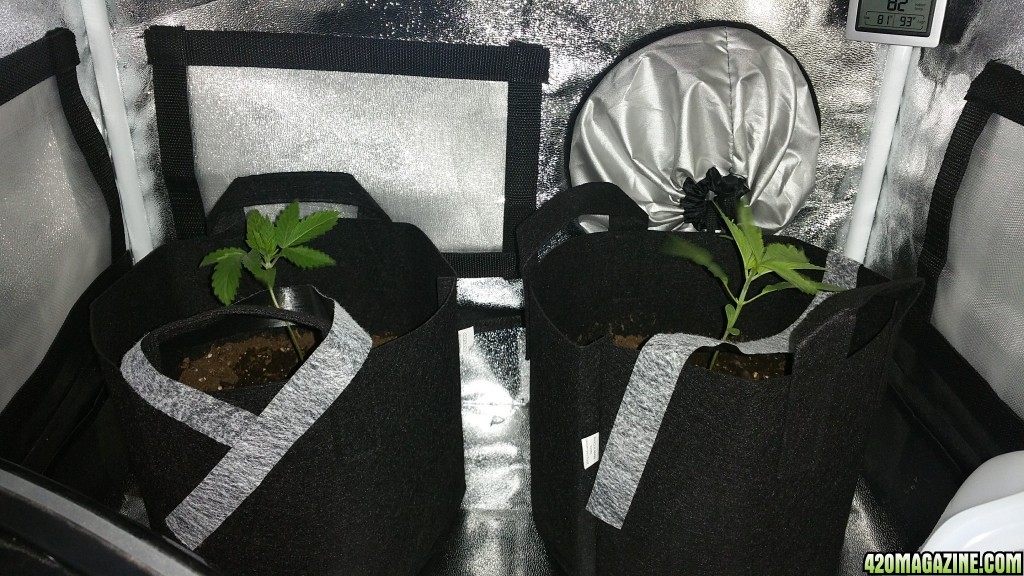 Bag Seed 1 and 2