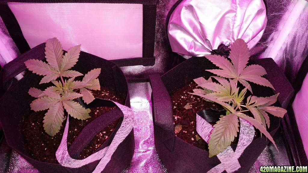 Bag Seed 1 and 2