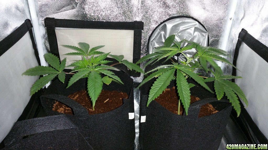 Bag Seed 1 and 2