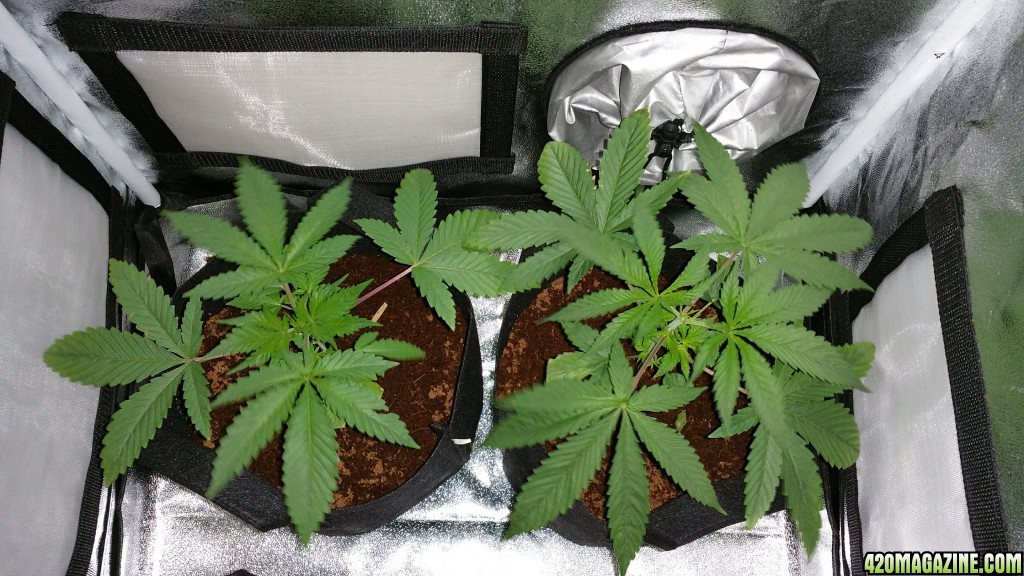 Bag Seed 1 and 2