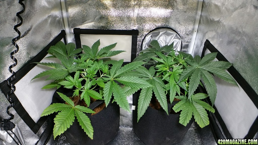 Bag Seed 1 and 2