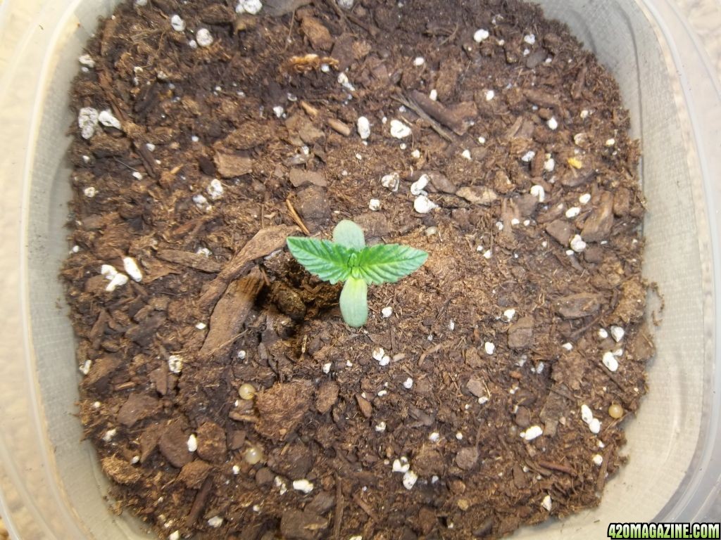 Bag seed 1