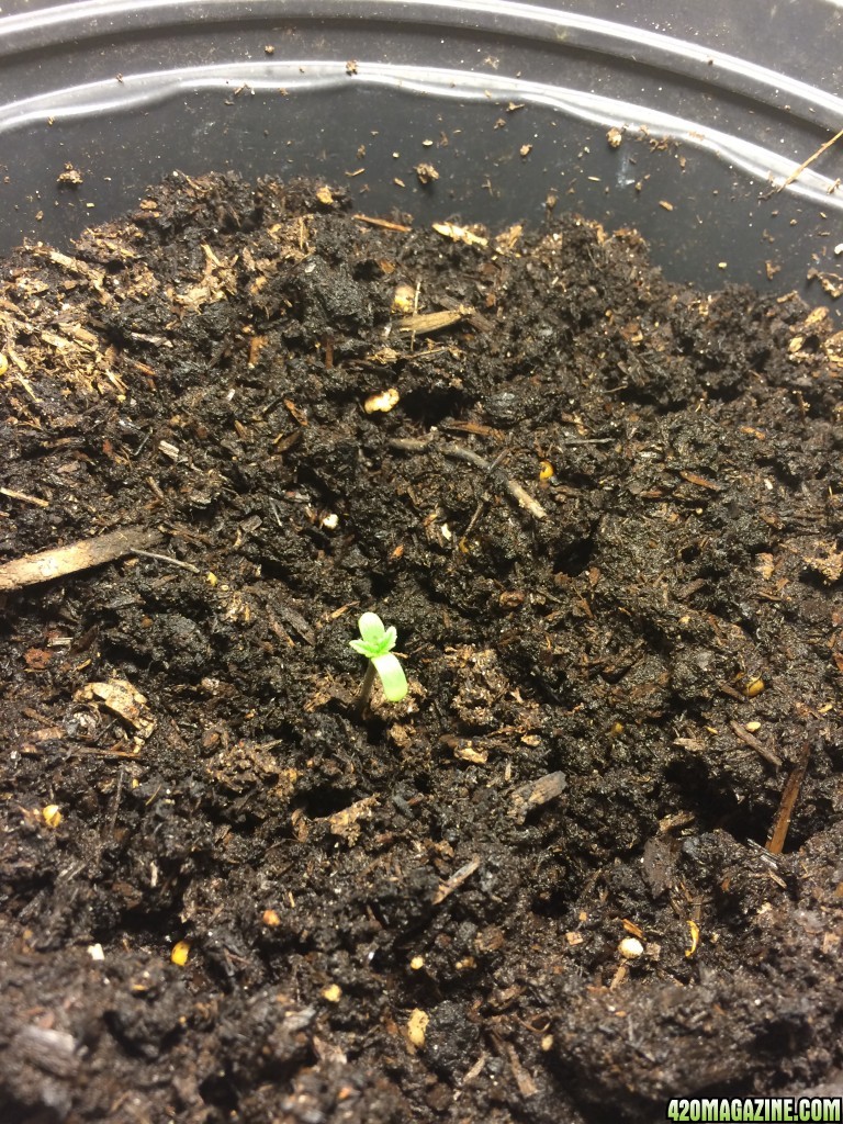 Bag Seed First Grow Germination Day 2