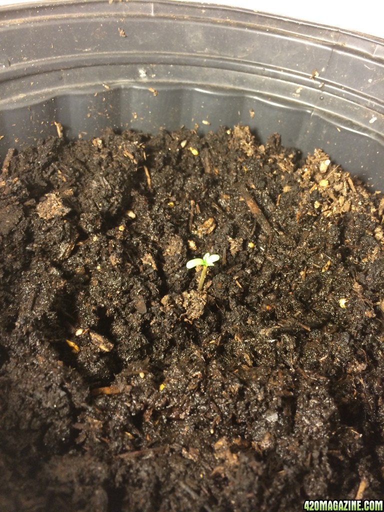 Bag Seed First Grow Germination Day 2