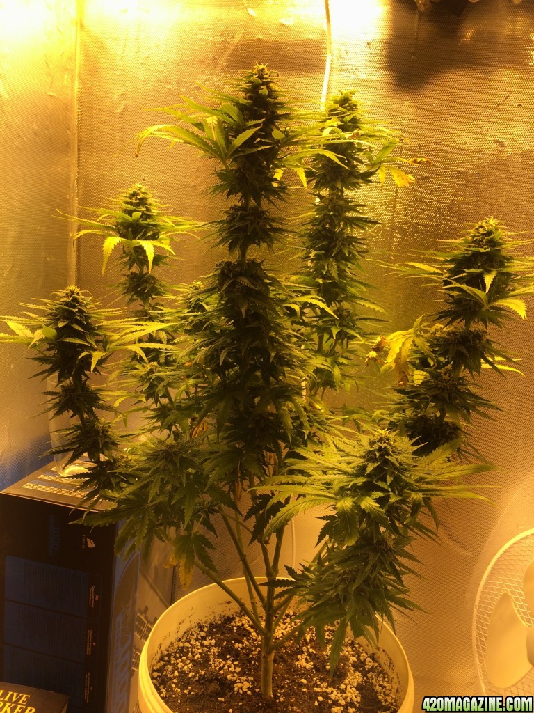 Bag seed grow 4 weeks in flower