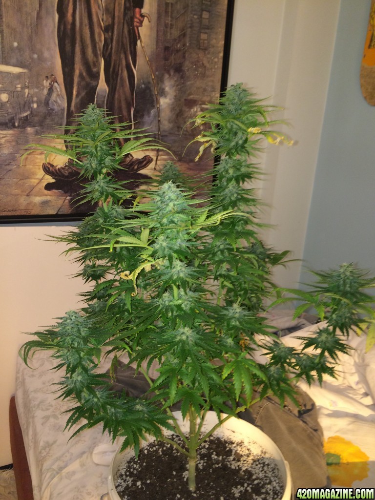 Bag seed grow 4 weeks in flower