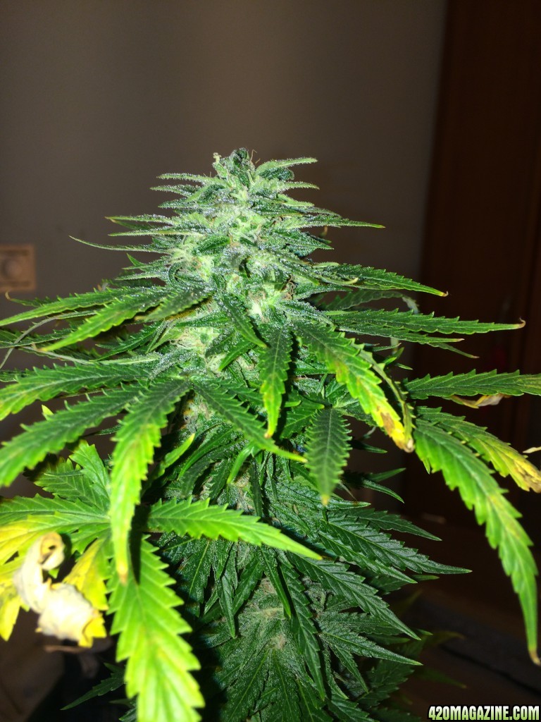 Bag seed grow 4 weeks in flower