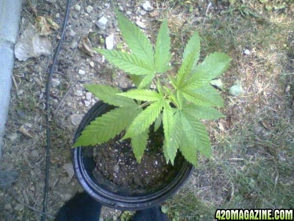 bag seed plant